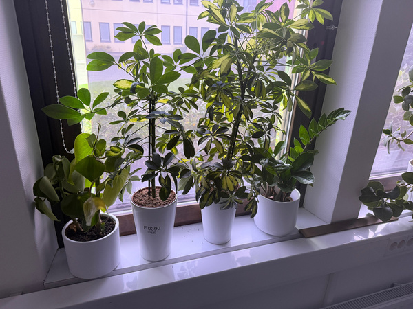 F0390 Diverse kontorsväxter