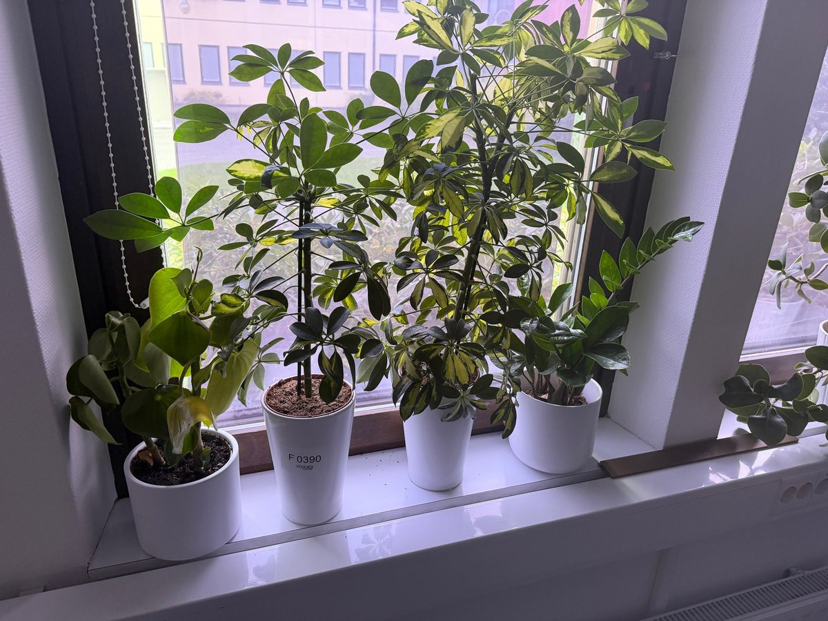 F0390 Diverse kontorsväxter